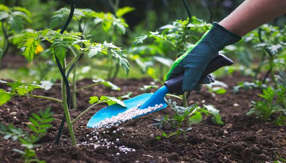 日本京都的零塑膠自然生物降解肥料 X  智慧農業技術