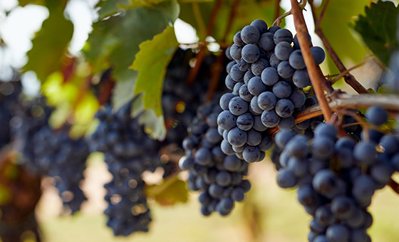 氣候類比方法應用於葡萄園未來氣候預測