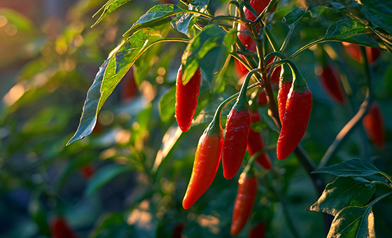 改良YOLOv8深度學習模型，即時檢測與分類辣椒葉片病蟲害